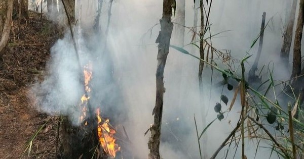 Cháy rừng ở Cà Mau