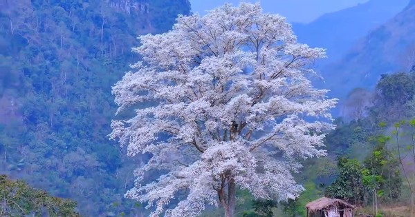 Kỳ lạ "cây cô đơn" nở hoa trắng muốt như phủ băng tuyết
