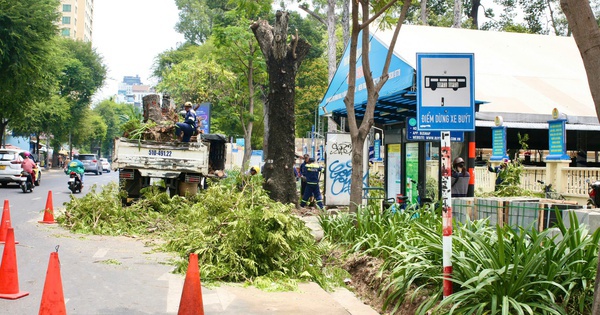 TP HCM: Vì sao đốn hạ nhiều cây xanh ở quận 1?