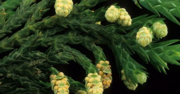 Báu vật rừng xanh: Loài cây gỗ quý như "vàng ròng" của Việt Nam, số lượng gấp 1.000 lần Trung Quốc