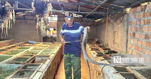 Bỏ chăn nuôi truyền thống, lão nông kiếm gần nửa tỷ đồng mỗi năm nhờ con vật "ai cũng sợ"