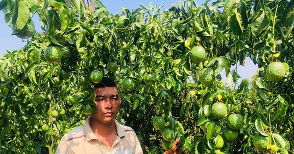 Người đàn ông ứa nước mắt thấy cả vườn chanh dây sắp thu hoạch bị chặt đứt gốc