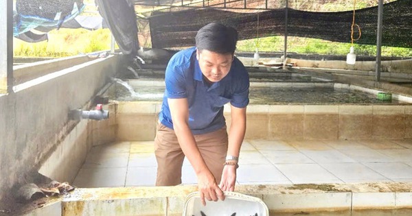 Nuôi "thủy quái" trên đỉnh núi, người đàn ông thu hàng chục tỷ mỗi năm