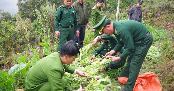 Người phụ nữ trồng gần 1.000 cây thuốc phiện trong vườn rau cải