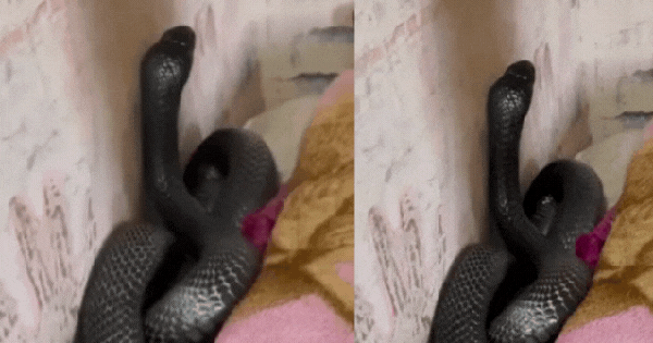 Phát hiện con rắn đen to đùng cuộn tròn bên cạnh giường, liên tục thở phì phò, người dân ở Quảng Trị kinh hãi quay lại clip