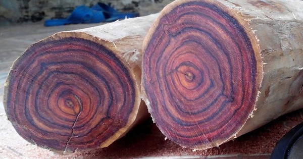 Loại gỗ được ví như "vàng lộ thiên", là báu vật quý hiếm của Việt Nam: Sở hữu "đệ nhất vân gỗ" tuyệt đẹp