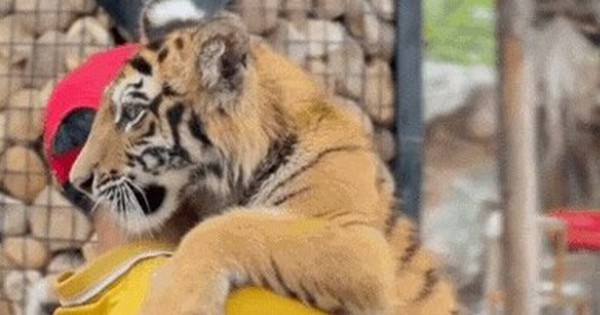 Khu du lịch để khách tiếp xúc trực tiếp với "đại sứ" hổ