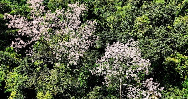 "Vương giả chi hoa" nở trên núi đá vôi Quảng Trị