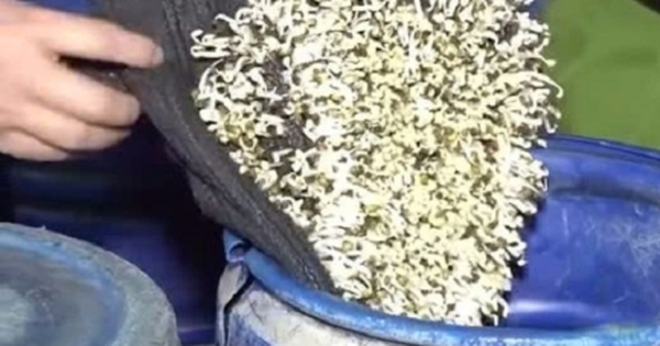 Cận cảnh bên trong xưởng sản xuất 3.500 tấn giá đỗ ngâm hóa chất độc hại