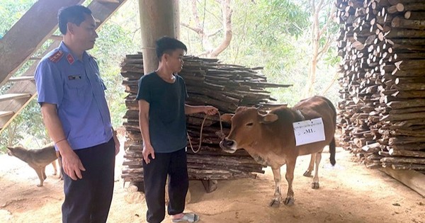 Bỏ gần 8 triệu đồng xét nghiệm ADN để giải quyết tranh chấp con bò trị giá 5 triệu