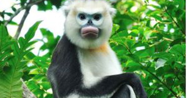 Loài động vật quý hiếm bậc nhất, cả thế giới chỉ Việt Nam có: Còn khoảng 200 cá thể, Hà Giang đang nỗ lực bảo tồn