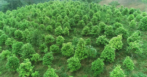 Cây trà giúp huyện nghèo của Việt Nam "vươn mình", thu tiền tỷ mỗi năm: Giá bán đắt đỏ bậc nhất thế giới