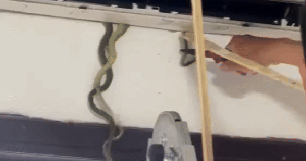 Đang ngủ trưa, gia đình ở Quảng Nam tá hỏa phát hiện 7 con rắn lồm ngồm bò ra từ điều hòa