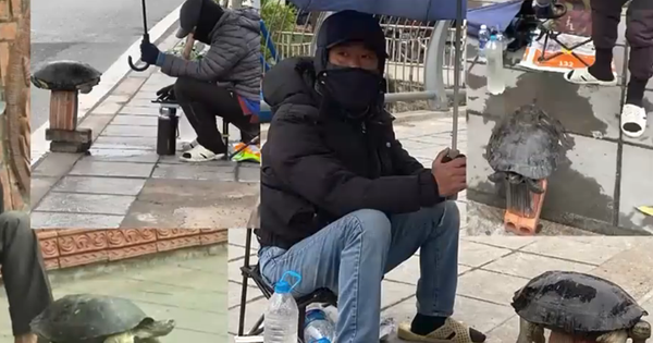 Rùa trong sách Đỏ bán tràn lan ở vỉa hè Hà Nội