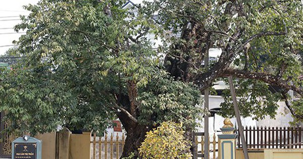 Về Đất Tổ nghe chuyện cây nghìn năm tuổi: Cây thị cổ có quả tròn quả dẹt