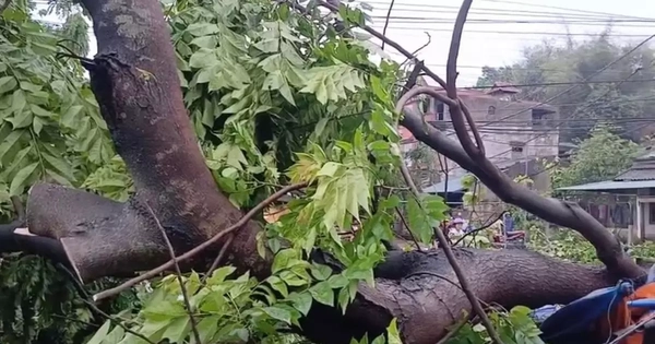 Cây xanh gãy đổ, ngập nhiều nơi do mưa gió