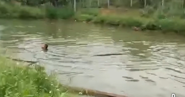 Hai cháu nhỏ chết đuối thương tâm dưới hồ nước tưới cà phê