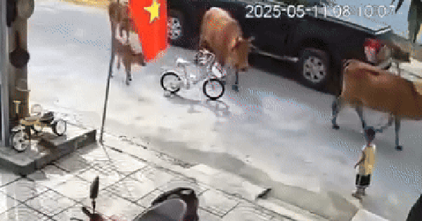 Kinh hãi bò thả rông tấn công cháu bé ở Đà Nẵng