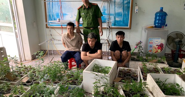 Cựu sinh viên Đại học Bách Khoa Hà Nội trồng 317 cây cần sa trong nhà