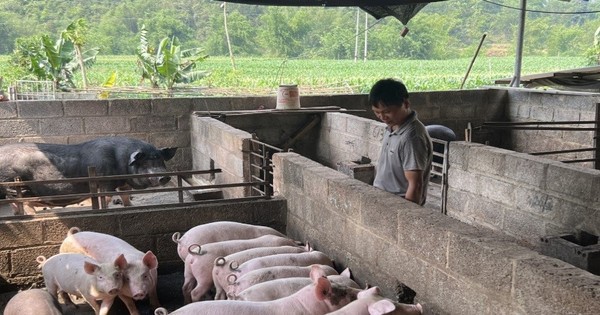 Thành phố Cao Bằng tiêu hủy gần 3 tấn lợn mắc dịch tả lợn châu Phi