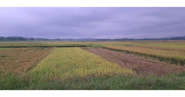 Hà Tĩnh: Người đàn ông bị sét đánh tử vong khi đang thu hoạch lúa trên đồng