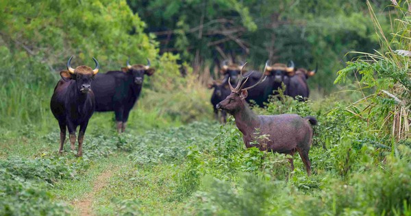 Bò tót húc tử vong nhân viên bảo vệ rừng tại Vườn Quốc gia Cát Tiên
