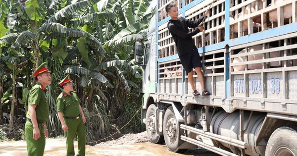 Chở 180 con heo nhiễm dịch tả châu Phi đi tiêu thụ