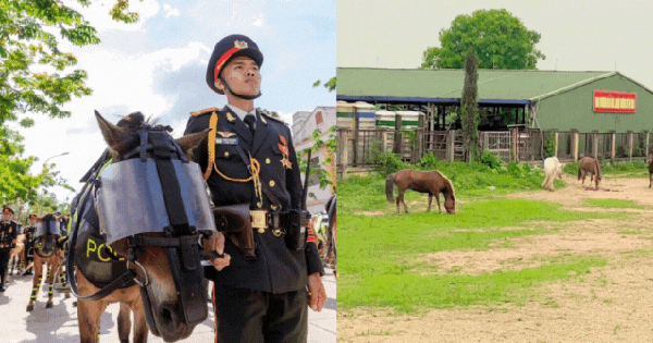 Hình ảnh lạ của những chú ngựa trong dàn kỵ binh sau khi hoàn thành nhiệm vụ đại lễ 30/4