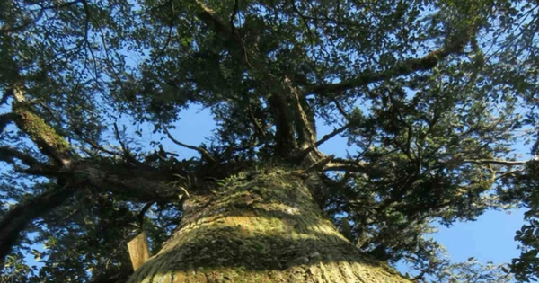 2 Cây Di sản hơn 300 tuổi của Việt Nam: Loại gỗ quý hiếm "hút" tài lộc, giá hàng chục triệu đồng 1 khối