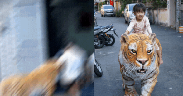Cứ ngỡ sản phẩm của AI nhưng hình ảnh "em bé cưỡi hổ" trong xóm nhỏ TP.HCM là ảnh thật: Câu chuyện phía sau mới thú vị!