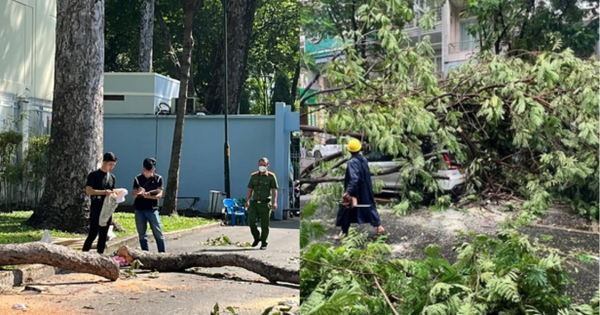 Những cái chết thương tâm do cây rơi trúng người đi đường ở TP.HCM