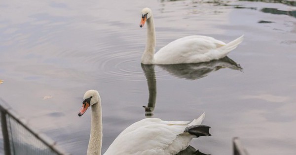 Số phận 12 con thiên nga thả thí điểm ở hồ Thiền Quang