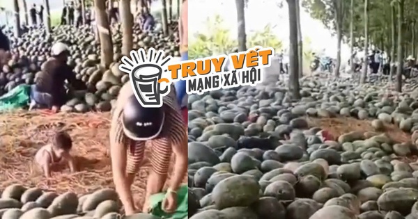 Sự thật về clip hàng tấn dưa hấu ở Bình Dương bị thương lái từ chối, người dân ăn không xuể