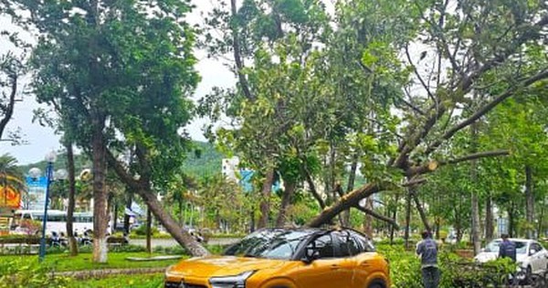 Gió to, cây xanh bật gốc đè bị thương người đi đường tại Bình Định