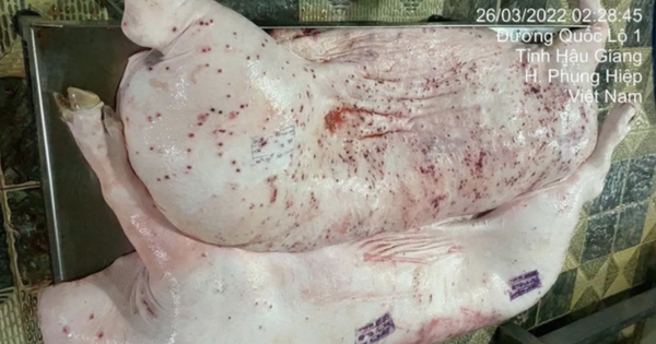 Vụ Công ty C.P. bị tố bán “thịt bẩn”: Tiết lộ hướng xử lý cán bộ đóng dấu kiểm dịch sai trên heo bệnh