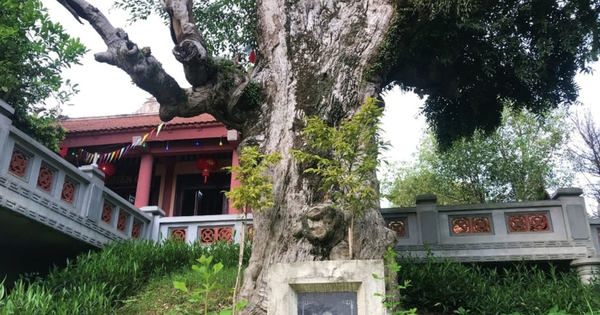 Việt Nam có “báu vật” cụ cây 2.100 năm tuổi sừng sững trước cổng đền thiêng: Vì sao cây sống lâu tới vậy?