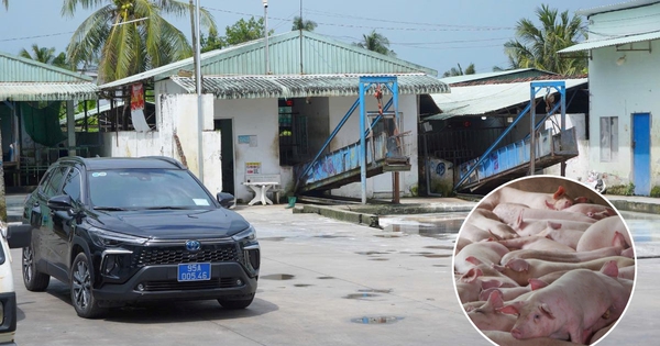 Cận cảnh bên trong cơ sở giết mổ heo gia công cho Công ty C.P Việt Nam tại Hậu Giang