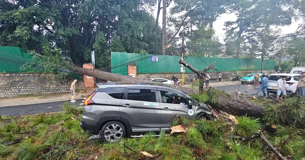 Đà Lạt: Thông cổ thụ bật gốc đè bẹp xe ô tô