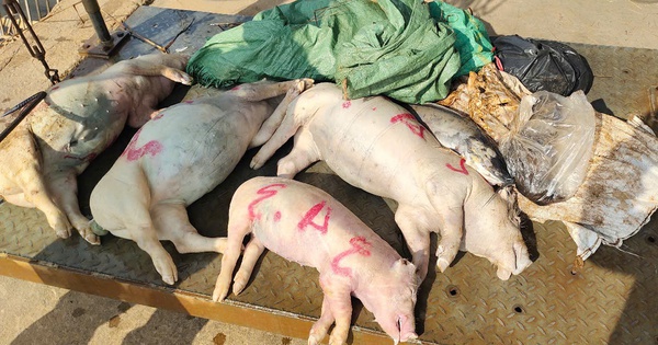 Hình ảnh xác heo nằm la liệt dưới kênh dẫn nước ở Bình Dương: Họ sợ tốn kém!