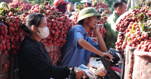 Sáng mùng 1 âm lịch, người dân Bắc Giang bàng hoàng vì giá vải bỗng dưng giảm mạnh, chỉ còn 3.000 đồng/kg