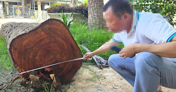 CLIP: Cận cảnh các cây gỗ trong trụ sở bị cưa bán trước khi sáp nhập