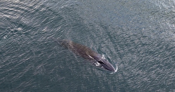 Cá voi dài hơn 10 m xuất hiện săn mồi gần bờ biển Quy Nhơn
