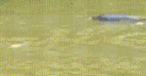 CLIP: Cá heo xuất hiện trên sông ở Cà Mau?