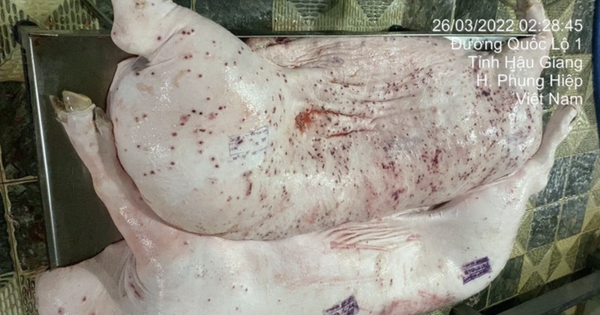 Từ vụ C.P. Việt Nam, quy trình xử lý heo bệnh diễn ra thế nào?