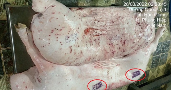 Chi tiết lạ trên heo bệnh tại cơ sở gia công cho C.P. Việt Nam: Nhân viên giải thích thế nào?