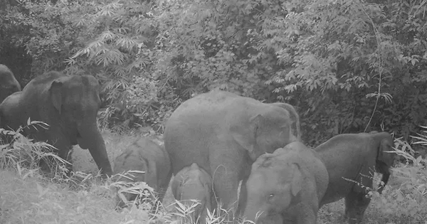 Người đàn ông nghi bị đàn voi quật tử vong ở Đồng Nai