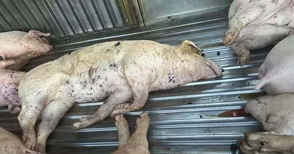 Lời khai của tài xế xe tải mua lợn chết đưa đến lò mổ tiêu thụ