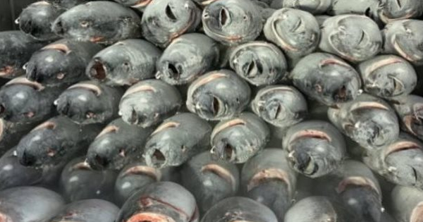 Không phải sầu riêng, một loại ‘siêu thực phẩm’ của Việt Nam và Thái Lan ‘chạm trán’ tại một quốc gia châu Phi: Xuất khẩu tăng mạnh 72%, hơn 110 quốc gia đặt gạch mua hàng