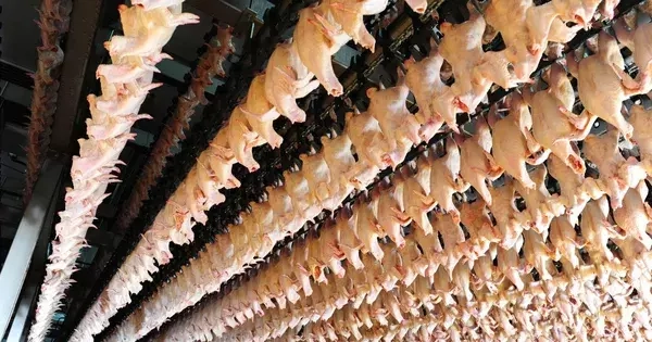 Tiếp tục kiểm tra nhà máy giết mổ của Công ty C.P Việt Nam tại Hà Nội