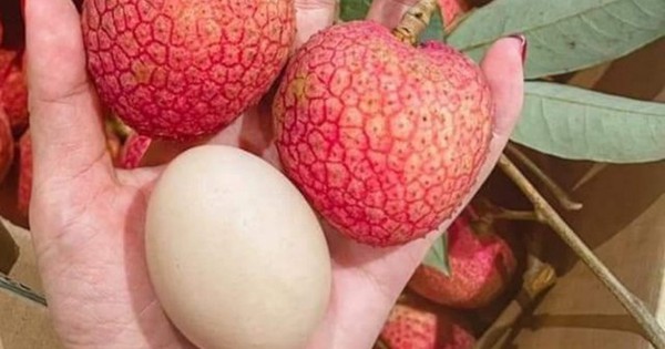 Loại vải hơn 10.000đ/quả, to bằng trứng gà: Người ăn nhận xét "Chưa bao giờ ăn vải nào ngon thế này"